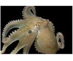 Ecstasy drug makes octopuses more social