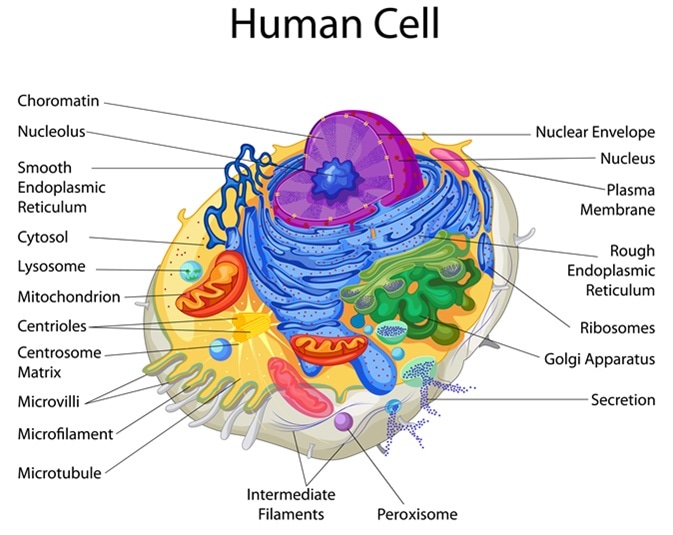 Human cell diagram. Image Credit: Vecton / Shutterstock