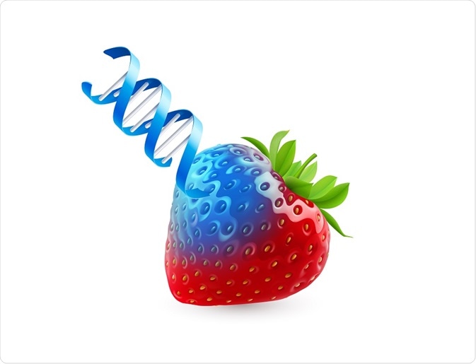 Illustration of strawberry (food) with DNA (genes)