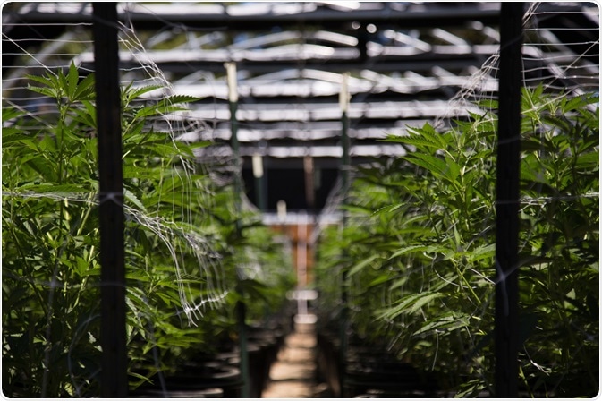 Cannabis farm - Ryland zweife