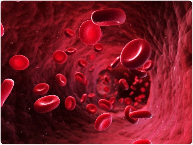 Red blood cells in blood vessel - By Sebastian Kaulitzki