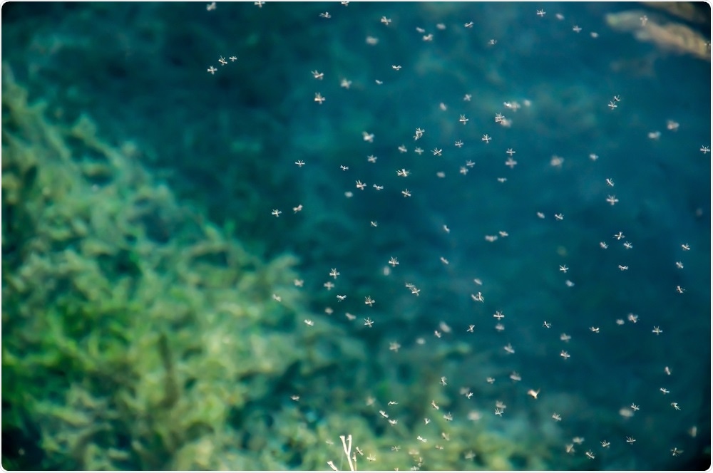 A mosquito swarm - By Vera Larina