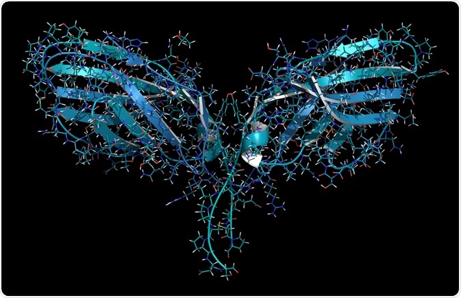 CTLA4 - the structure on T lymphocytes that binds to antibodies - An illustration by molekuul_be