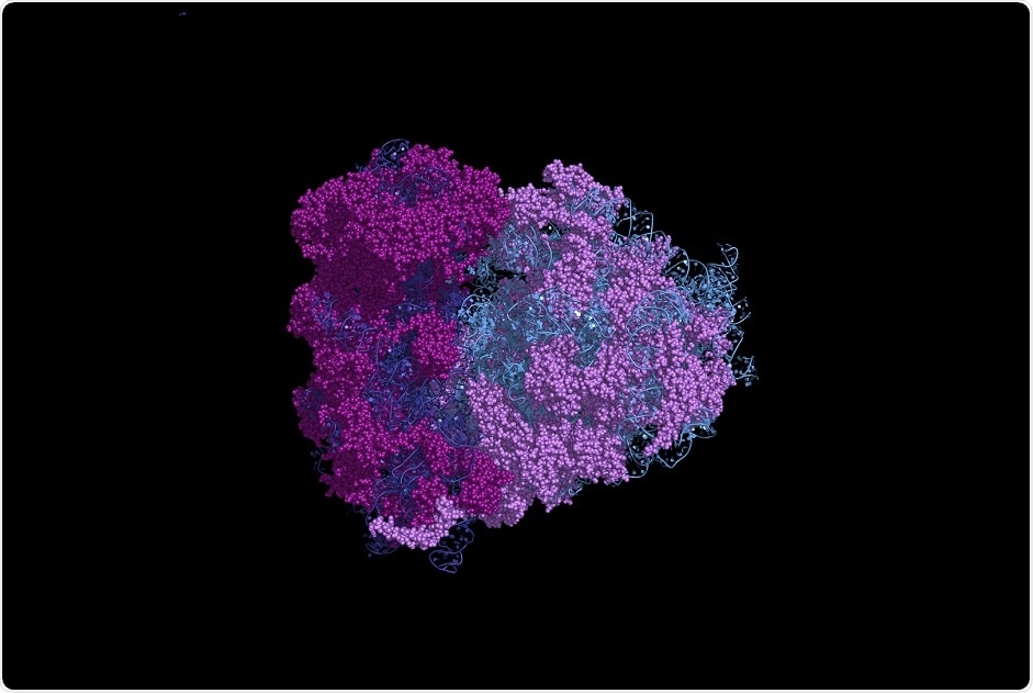 mRNA bound to the eukaryotic ribosome - an illustration By petarg