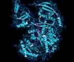 Researching the Interactions Between Argonaute Proteins and RNA