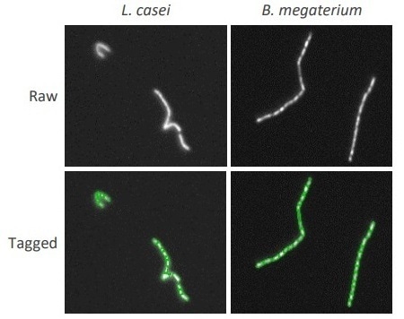 Individual bacilli in chains detected using the QUANTOM Tx declustering feature. Lactobacillus casei (L) and Bacillus megaterium (R) were counted with the QUANTOM Tx with the declustering levels set to 7 and 10, respectively.