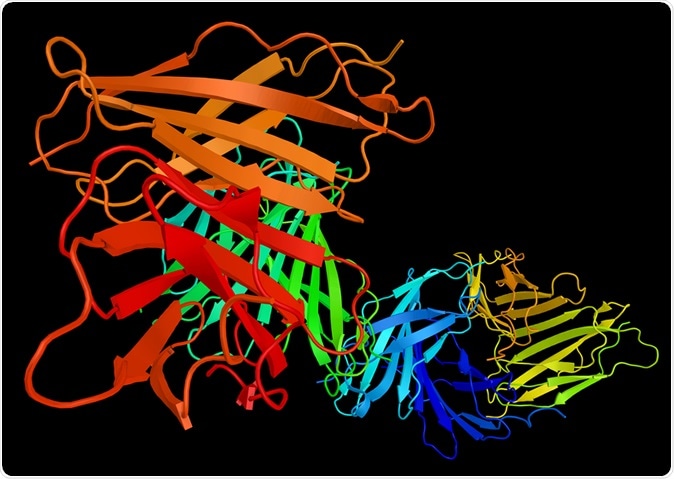 Irisin, a cleaved version of FNDC5. Promotes conversion of white fat tissue to brown. Image Credit: ibreakstock / Shutterstock
