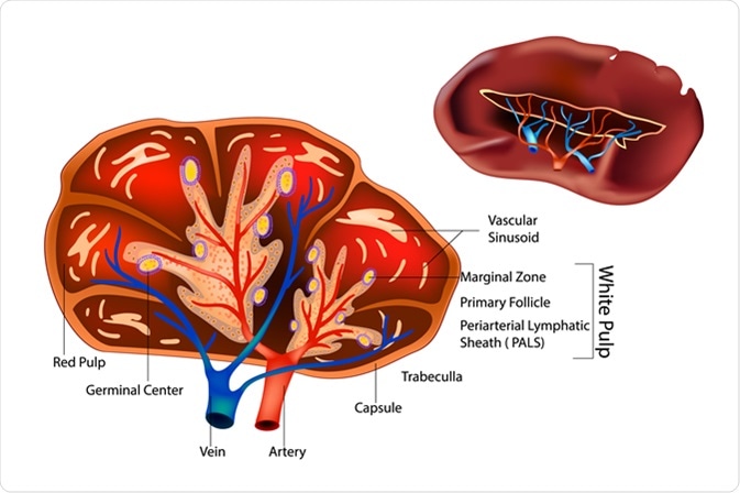 Structure of the Spleen. Image Credit: Sakurra / Shutterstock