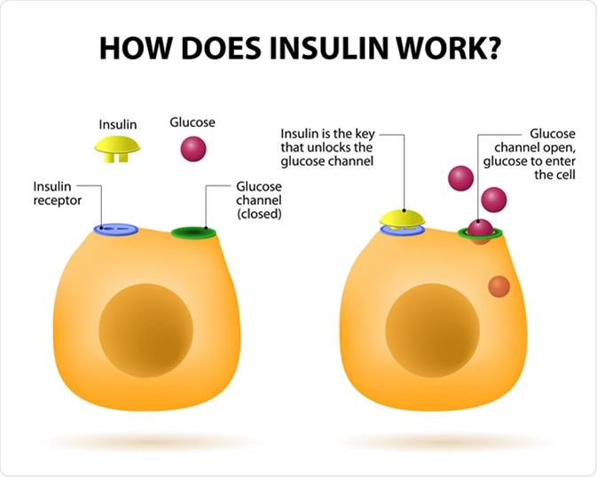 Insulin regulates the metabolism and is the key that unlocks the cell