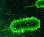 Cholera-causing bacteria steal large stretches of intact DNA to become more efficient