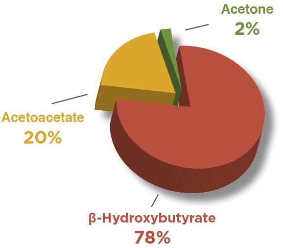 Testing for Ketosis