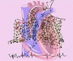 Discovery of molecular origins of a heart beat