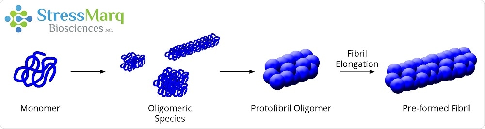 Monomers aggregate to form oligomers, protofibril oligomers, and ultimately lengthen into fibrils.