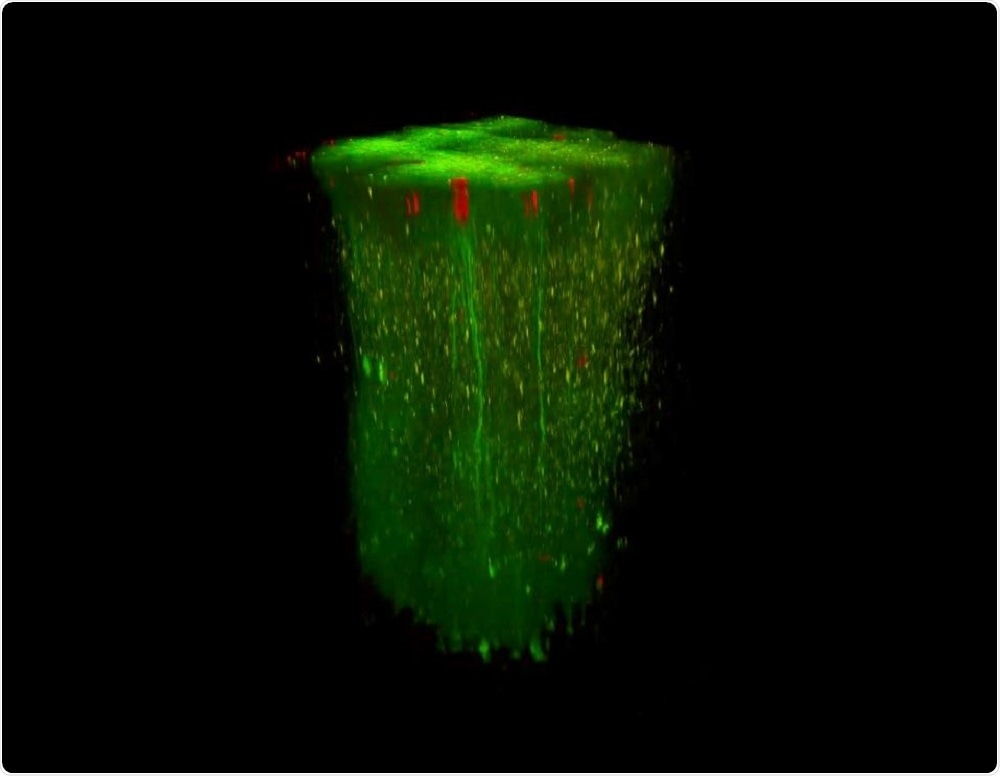 In vivo 3D recording in large volumes.