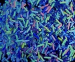 Can you Treat a Food Allergy by Altering the Gut Microbiome?