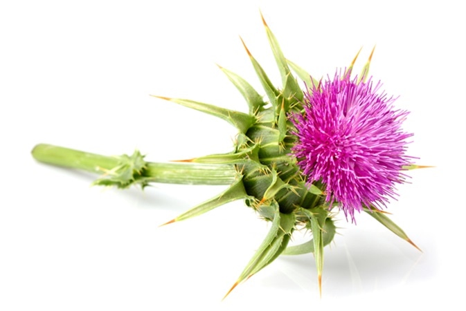 Milk thistle (Silybum marianum). Image Credit: Osoznanie Jizni / Shutterstock
