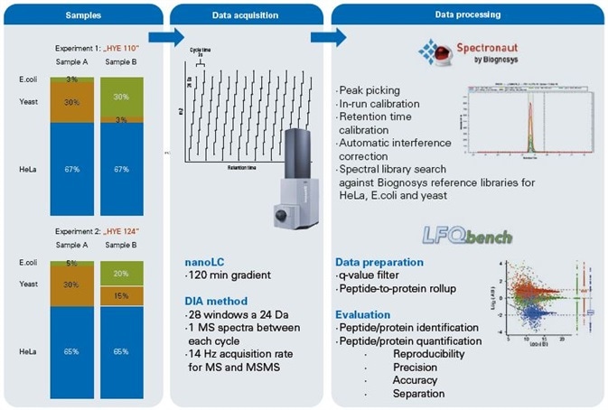 Workflow. Two experiments (HYE110 and HYE124) were prepared containing known quantities of human, yeast and E.coli peptide digests. Both samples differed in their ratios with sample HYE110 having higher ratios.Data acquisition was done using a nanoElute (Bruker Daltonics) nano flow UPLC coupled to an impact II Q-TOF instrument (Bruker Daltonics). Five technical replicates of each sample were analyzed in DIA acquisition mode using 24 Da window size. Data processing was done using Spectronaut software (Biognosys) for advanced peak picking and spectral library search. Subsequently LFQbench was used for in-depth data evaluation of peptide/protein identification and quantification.