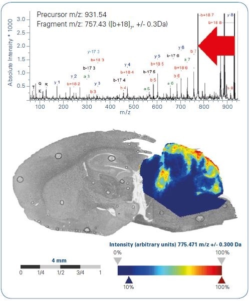 MALDI-MS/MS imaging of precursor m/z 931.5 representing tryptic peptide ARTKQTAR from Histone 3.3. The red-colored arrow inserted in the annotated MS/MS spectrum (top) indicates the most abundant fragment ion [b+18]7 utilized for generation of the MS/MS ion image (bottom).