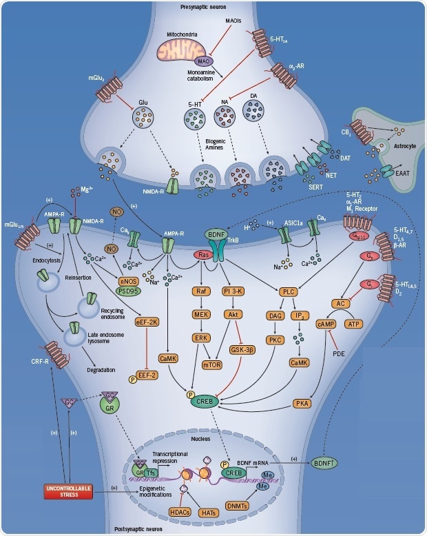 The neurotransmitter pathways involved when suffering from MDD.