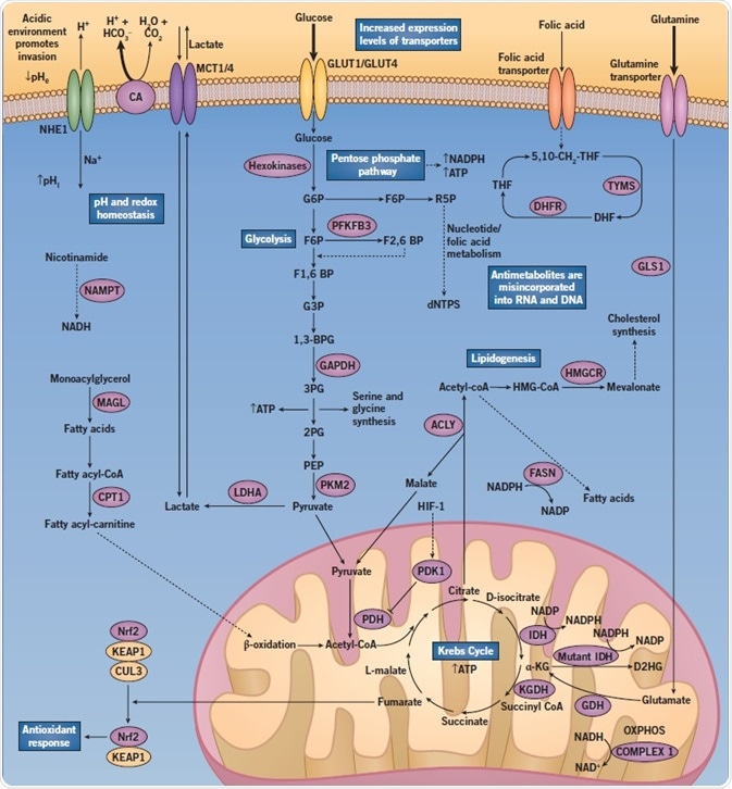A diagram showing the altered regulation of metabolic pathways when abnormal cancer metabolism in cancer cells occurs.​