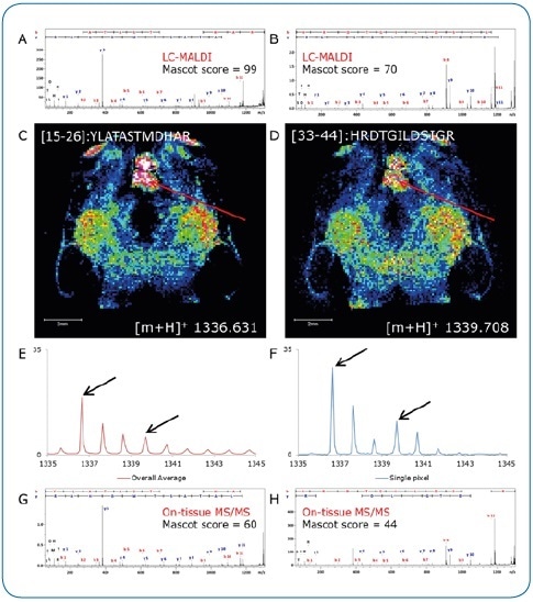 On-tissue MS/MS. Peptides identified by LC-MALDI (A, B) were confirmed by on-tissue measurements. A consecutive section was digested under identical conditions and peptide distributions visualized by a quick (15 minutes) imaging experiment at 100 µm pixel size (C, D). Although not clearly separated in the overall spectrum (E), two peptides (Δm/z = 3.077) could be clearly discriminated by on-tissue MS/MS at high-intensity pixels (F) using the rapifleX (G, H).