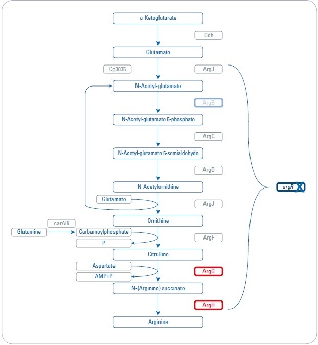 Overview about arginine biosynthesis pathway and analyzed mutant strains. Three different mutant strains (argR, argB, and argGH) influencing different parts of the arginine biosynthesis pathway are investigated to increase arginine production.