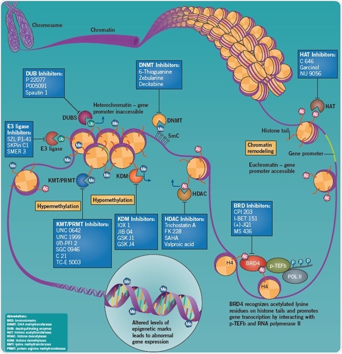 DNA methylation