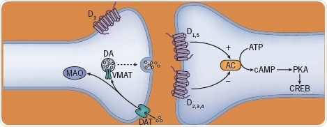 The effect of stimulants on neurotransmitters