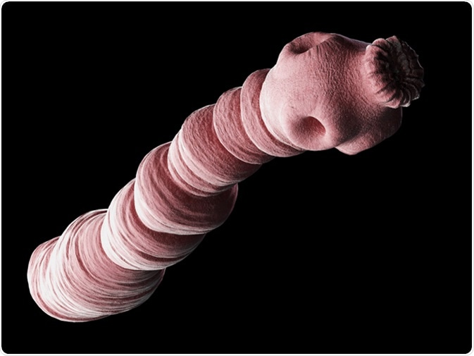 3d illustration of an Echinococcus granulosus - Image Credit: Sebastian Kaulitzki / Shutterstock