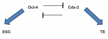 Figure 1: Cdx-2 represses Oct-4 activity in the TE, therefore maintaining TE. Oct-4 reciprocally represses Cdx-2 expression by ICM cells, similarly maintaining these cells as ESCs.