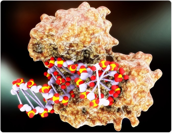 For all species, the process of DNA replication requires the use of multiple different DNA polymerases