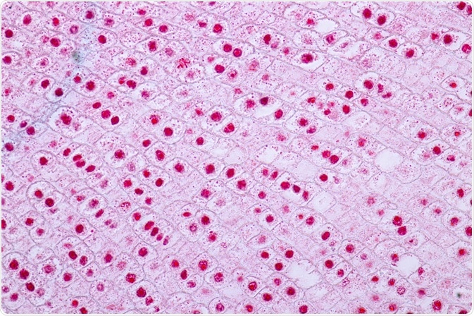 The adhesion of a cell to a surface is essential for many cellular processes, including the cell cycle.