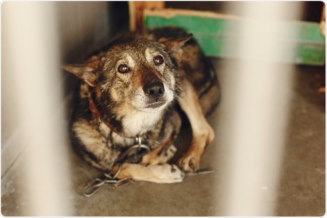 Image Credit: Bogdan Sonjachnyj  / Shuttertock