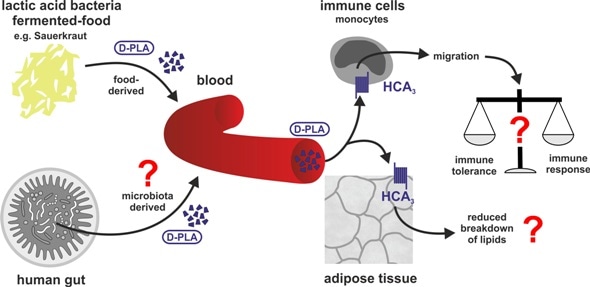 Study yields insights into evolutionary dynamics between lactic acid bacteria and human hosts