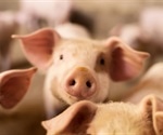 Study to evaluate ‘Active Hexose Correlated Compound’ and the swine flu virus