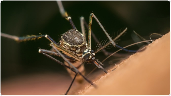 Macro of mosquito (Aedes aegypti) sucking blood close up on the human skin. Mosquito is carrier of Malaria. Image Credit: PongMoji / Shutterstock