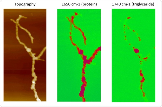 AFM-IR compositional mapping of Streptomyces bacteria.