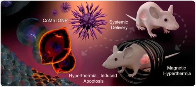 Graphic depiction of the process of using cobalt- and manganese-doped nanoparticles to kill tumors via magnetic hyperthermia. Image Credit: Tetiana Korzun
