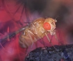 First commercial ChIP kit range released for Drosophila