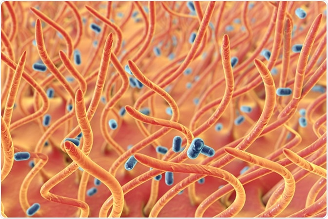 Bordetella pertussis bacteria in respiratory tract, 3D illustration. Microbes which cause whooping cough. Illustration shows cilia of respiratory tract and bacteria - Illustration Credit: Kateryna Kon / Shutterstock