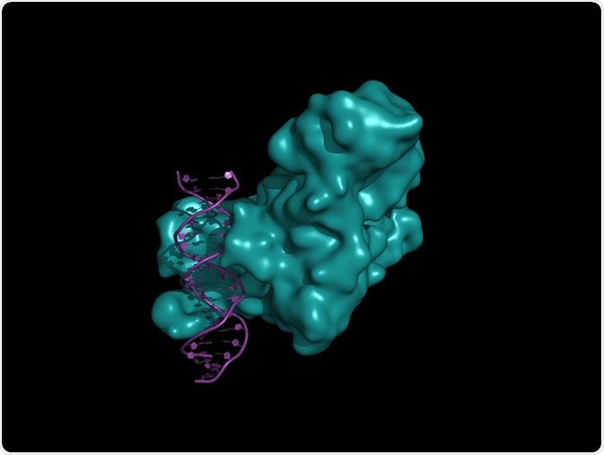 DNMT3 is a DNA methlytransferase enzyme found in eukaryotes.