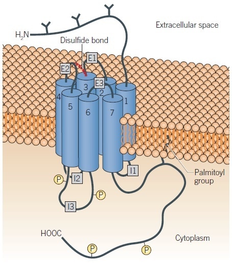 Schematic representation of a G protein-coupled dopamine receptor.
