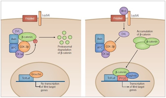 Canonical Wnt Pathway