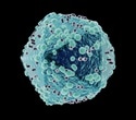 Study uncovers how a specific immune cell may contribute to HIV persistence