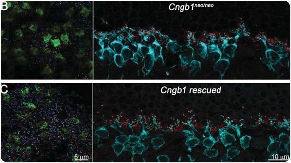 Retina can restructure itself following gene therapy