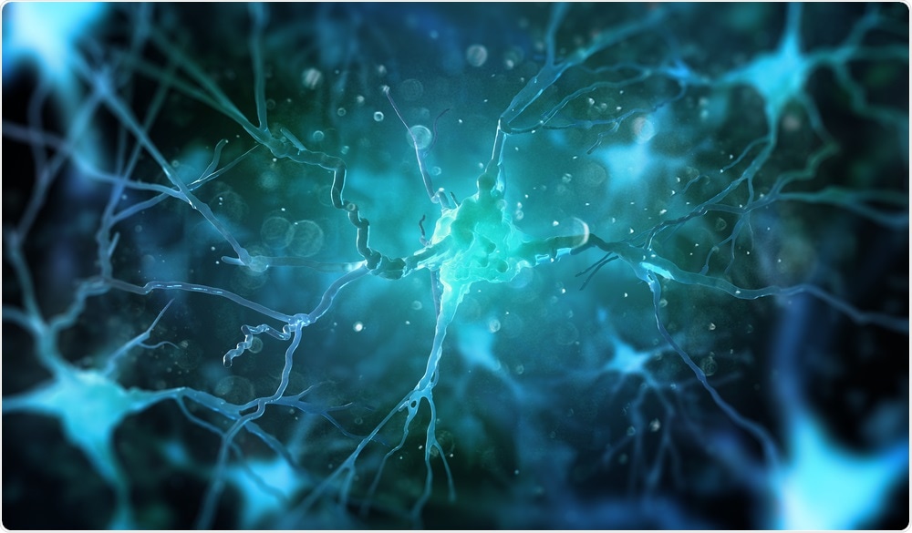 Neurons in the brain