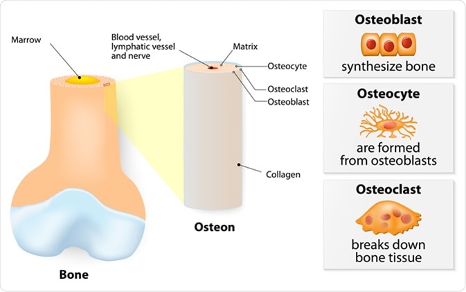 Internal structure of a bone. 3 types of cells are found within bone tissue: Osteoblasts, Osteocytes and Osteoclasts. Image Credit: Designua/ Shutterstock