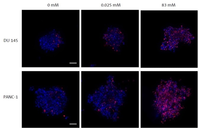 Confocal imaging of spheroids within Corning 1536-well spheroid microplate.