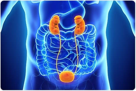 Researchers describe histological features of urinary obstruction in humans for the first time