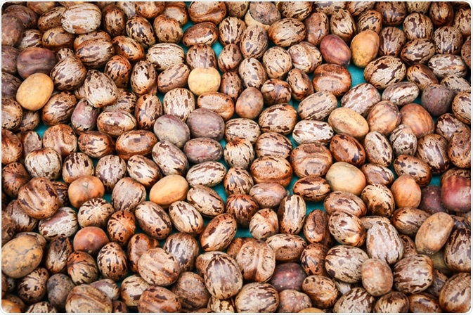 Ricin - Castor beans